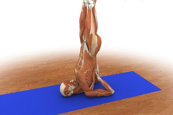 Exercise for potency “Birch”